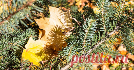 Чем подкормить хвойные осенью? — Ботаничка