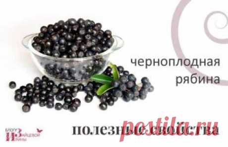 Черноплодная рябина. Полезные свойства. Польза и вред | Блог Ирины Зайцевой