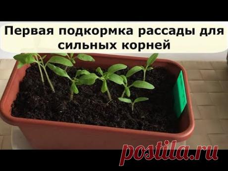 446. Первая подкормка рассады для сильных корней