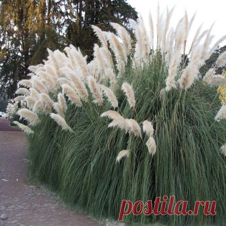 Кортадерия Пумила (Pumila) – Цветник поволжья