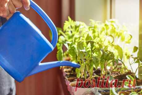 Как вырастить рассаду капусты: этапы выращивания крепких кочанов