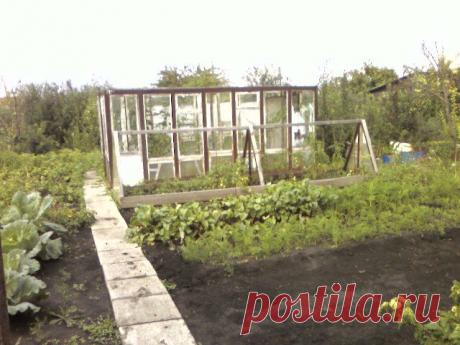 теплицы,посадки