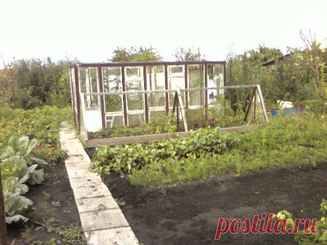 теплицы,посадки