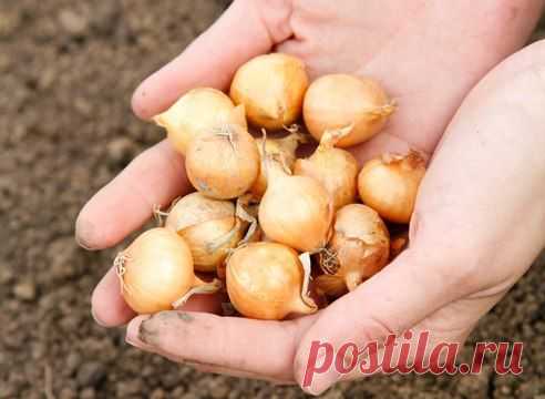 Лук-севок: как выбрать и купить
