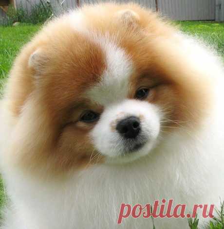 лапочка