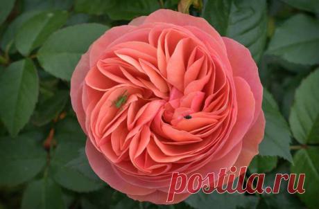 Топ-10 самых красивых цветов на земле — Страница 5 — Perfect Light