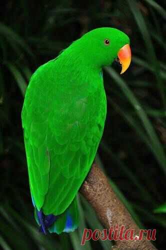 Green..