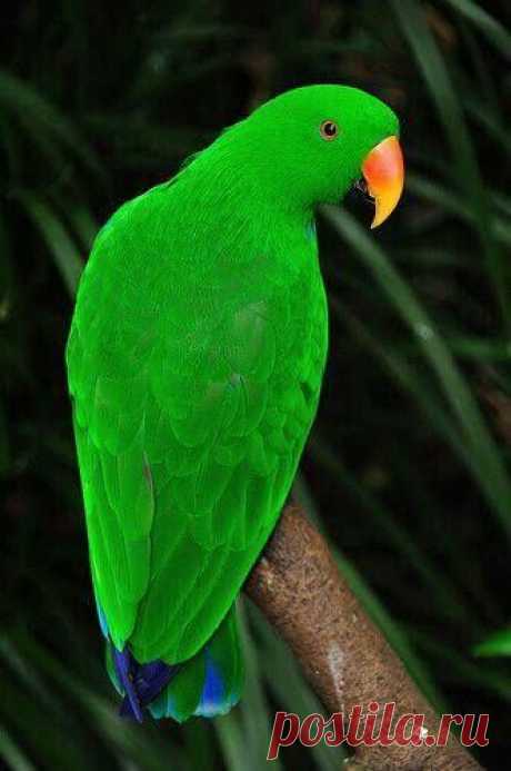 Green..