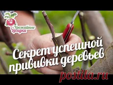 Секрет успешной прививки деревьев #urozhainye_gryadki