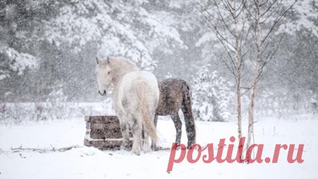 «Ну привет!» Прекрасные лошадки встречают зимнее утро. Снимала Мария Калинина: nat-geo.ru/community/user/125417