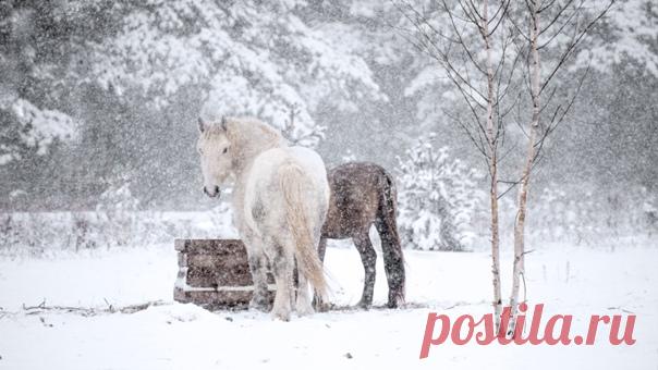 «Ну привет!» Прекрасные лошадки встречают зимнее утро. Снимала Мария Калинина: nat-geo.ru/community/user/125417