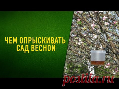 Чем опрыскивать сад весной. Когда опрыскивать плодовые деревья от вредителей и болезней. Сколько раз опрыскивать деревья. Биологические методы защиты растени...
