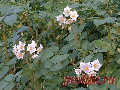 Как бороться с фитофторой картофеля.