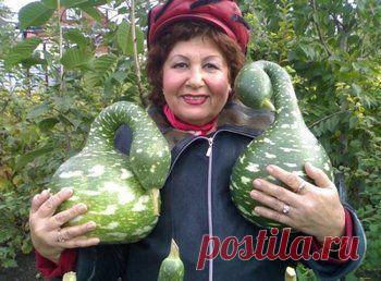 Хитрости огородников! Сохраните, чтобы не потерять!.