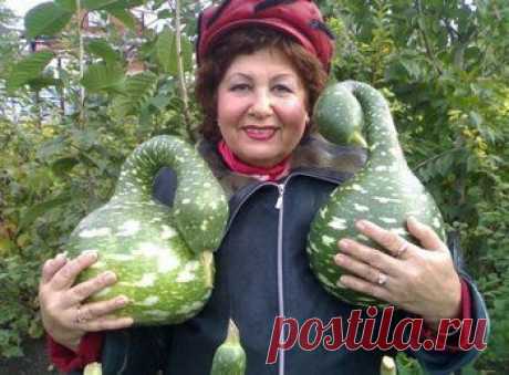 Хитрости огородников! Сохраните, чтобы не потерять!.