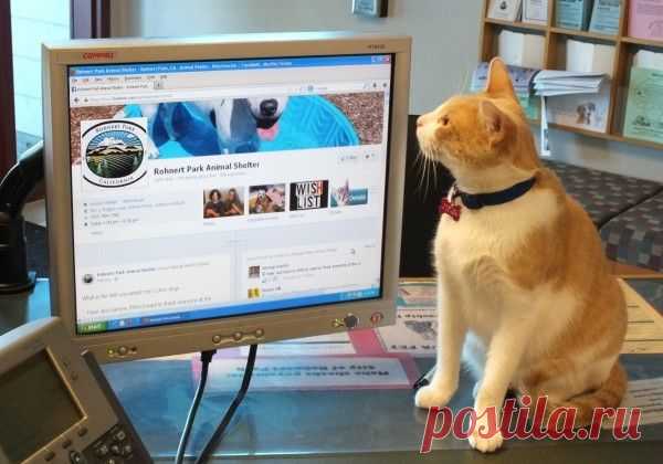Обыкновенных кошек не бывает.
