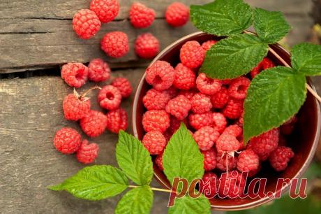 Малина: польза для здоровья, рецепты и побочные эффекты | FAQ-ДИЕТА Малина - это фрукт, которым вы можете наслаждаться круглый год. Будь то замороженная или свежая; малина - вкусный и универсальный фрукт. Они обладают