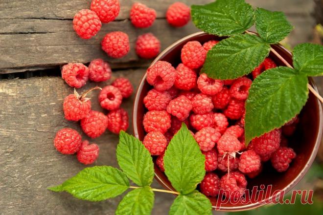 Малина: польза для здоровья, рецепты и побочные эффекты | FAQ-ДИЕТА Малина - это фрукт, которым вы можете наслаждаться круглый год. Будь то замороженная или свежая; малина - вкусный и универсальный фрукт. Они обладают