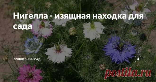 Нигелла - изящная находка для сада Статья автора «Волшебный сад» в Дзене ✍: Посмотрите, какая прелесть! Мне кажется, этот цветок будет просто незаменим для цветников в сельском стиле.