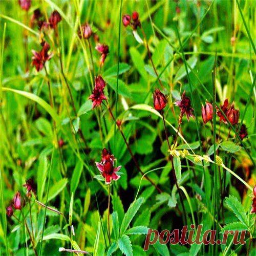 Сабельник победил артрит.