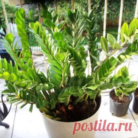 Самый стойкие растения для дома и дачи, не требующие чрезмерного ухода