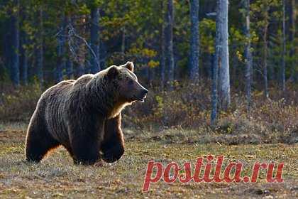 Подросток вступил в схватку с медведем и спас отца от растерзания. В Швеции 15-летний охотник вступил в схватку с самкой медведя и спас отца от растерзания. Отец и сын преследовали хищницу, как вдруг та резко развернулась и напала на мужчину, прижав его к земле. Подросток тут же бросился на помощь к отцу и со всей силы ударил медведицу по голове.