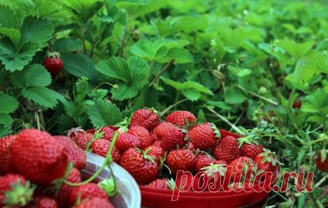 Уход за кустиками клубники в июле и августе
