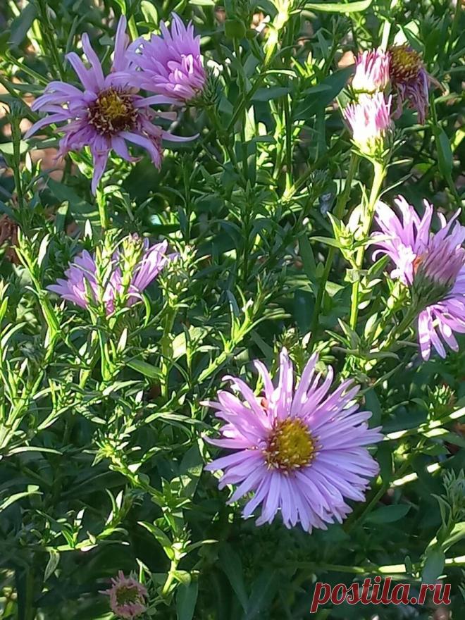 10 малоуходных многолетников для сада непрерывного цветения. | Цветочная душа | Дзен