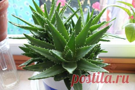 Какие цветы полезно держать женщине в доме Ниже будет приведён небольшой список цветов, которые каждой женщине полезно иметь в доме.