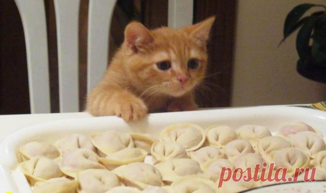 25 доказательств того, насколько коты многогранны и талантливы – Фитнес для мозга