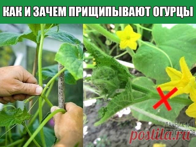 Как и зачем прищипывают огурцы?
Бывает, огородник увидит в магазине новый сорт, прочитает про его высокую урожайность, да и купит. Но летом не даёт огурец обещанных килограммов с куста. И тогда начинает овощевод ругать продавцов, производителей и рекламу. А на самом деле он сам виноват: не смог раскрыть весь потенциал сорта, поскольку неправильно формировал растения или вовсе пренебрёг этим агроприёмом.
Пасынкование огурцов — зачем это нужно
Пасынкуя огурцы, овощеводы прес...