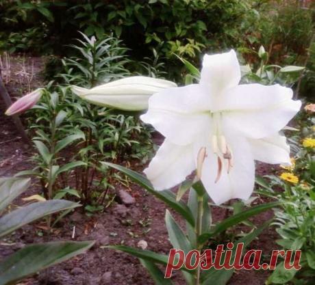 Ирина Герасименко