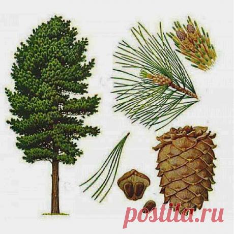 С аденомой можно спорить | Друг пенсионера