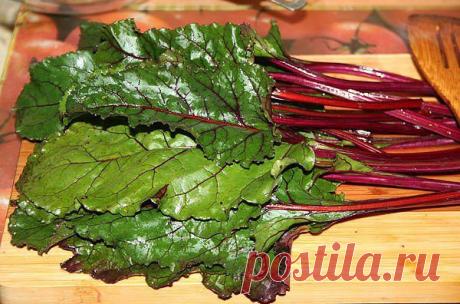 Какая польза у свекольной ботвы :: Продукты питания :: Продукты питания