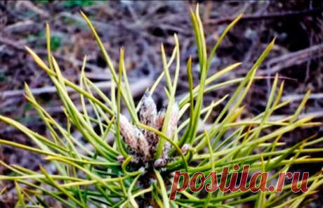 Лечебные свойства сосны и кедра | Приборы для альтернативной медицины