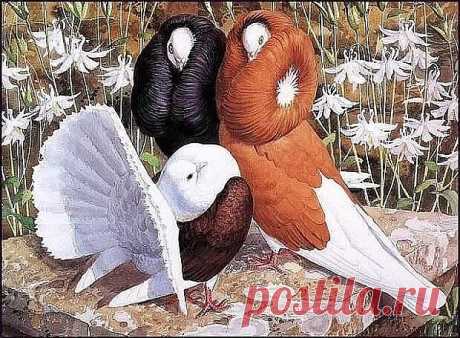 Одноклассники