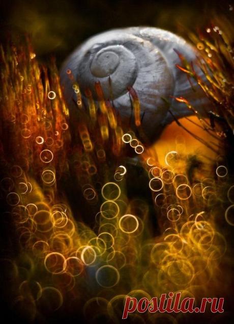 Pinterest