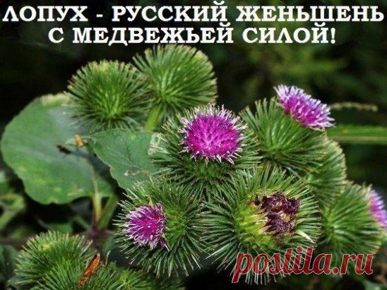 ЛОПУХ — РОССИЙСКИЙ ЖЕНЬШЕНЬ.
 
Лопух – это российский женьшень, чудо-корень, запасы его неограниченны. Используется как пищевое растение и для лечения рахита, при аллергиях, диатезах, почечнокаменной болезни, подагре, сахарном диабете, холецистите, гепатите, запорах, геморрое, экземе, псориазе, артритах, облысении, фурункулах, сыпях; лихорадках, мастопатиях, задержке месячных, в онкологии.
Действует как потогонное, мочегонное, жаропонижающее, противовоспалительное, антитоксичное, витаминное, са