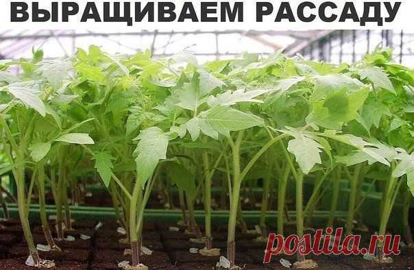 Новый способ выращивания рассады