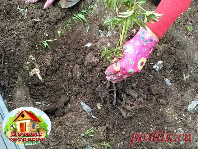 ПОСАДИТЬ ПИОНЫ ПРАВИЛЬНО

Почему мы советуем посадить именно розовые пионы?

Потому что из всех окрасок цветков эта наиболее эффектная с огромным количеством оттенков и полутонов. Можно посадить несколько кустов с лососевыми, бело-розовыми, кремово-розовыми, сиренево-розовыми или светло-малиновыми цветами.

Красота будет такой, что и глаз не отведешь. Кстати, американцы вот как вкусно описывают один из оттенков розовых пионов - 