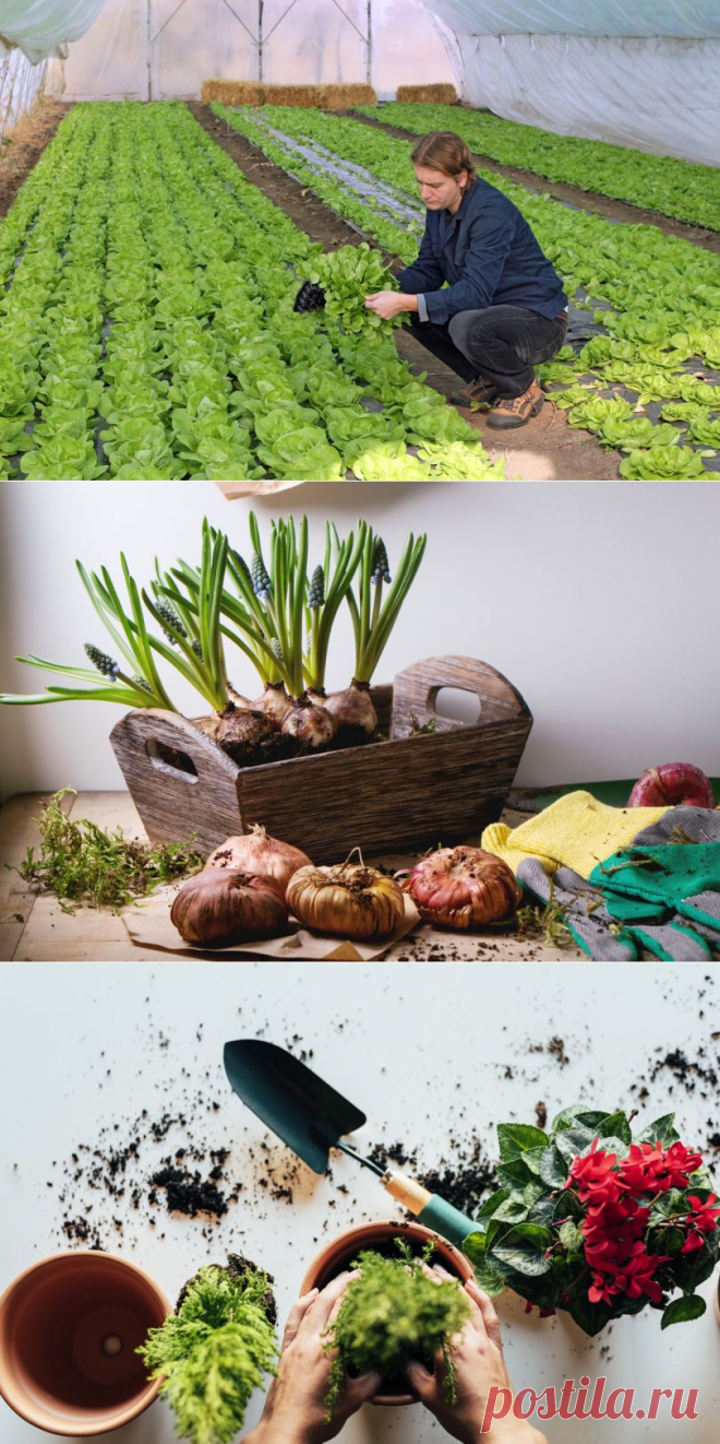 Лунный календарь огородника на декабрь 2018: работа в теплице и уход за комнатными растениями