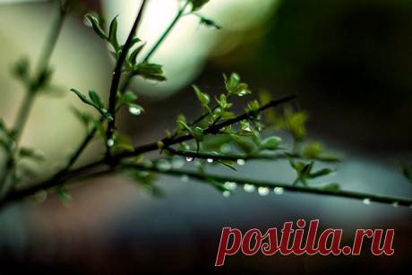 Дождь весной