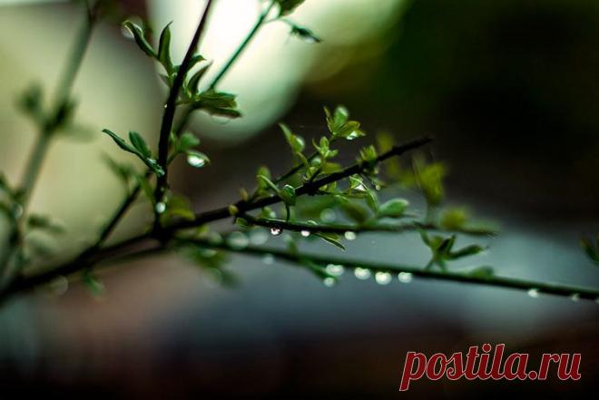 Дождь весной