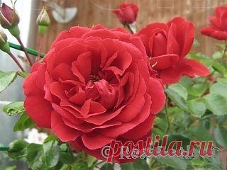 Романтичная пара :: Энциклопедия роз