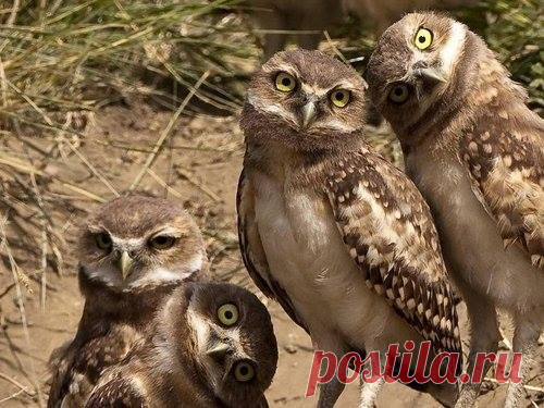 Roy Mangersnes - Photos of The Owl Pages