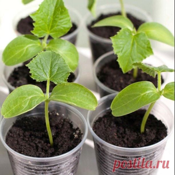 🥒ЗОЛОТЫЕ ПРАВИЛА ВЫРАЩИВАНИЯ РАССАДЫ ОГУРЦОВ🥒

 ⠀
1. Высаживайте рассаду огурцов на грядки в возрасте 3-4 недель, она уже будет достаточно крепкой. Оптимальное время пересадки огурцов в открытый грунт — не ранее первой декады июня. В теплицы высаживают огурцы уже с конца апреля.
2. Для выращивания рассады огурцов удобно использовать торфяные горшочки размером 9×9 см или 10×10 см. Так вы избежите опасного этапа «перевалки» и не повредите корни сеянцев.
3. Рассада огурцов ...