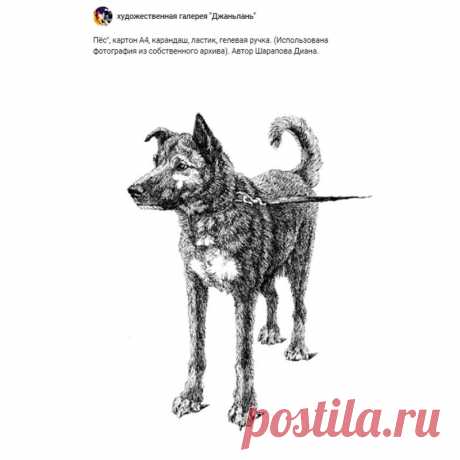 собаки