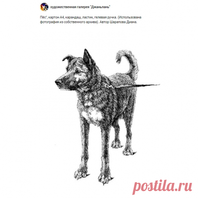собаки