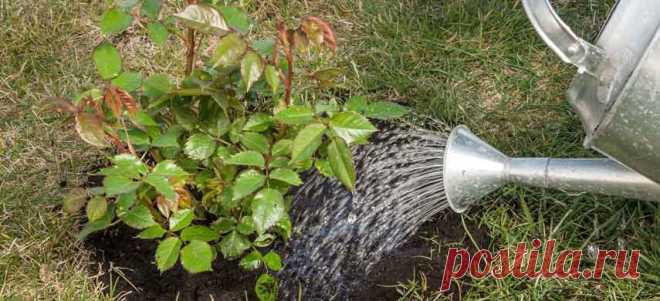 Как и чем удобрять розы, сроки, список удобрений по месяцам