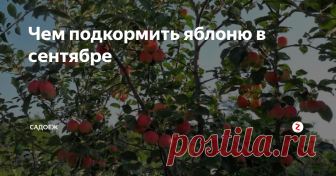 Чем подкормить яблоню в сентябре Чтобы подготовить ее к зиме и улучшить плодоношение в этом году